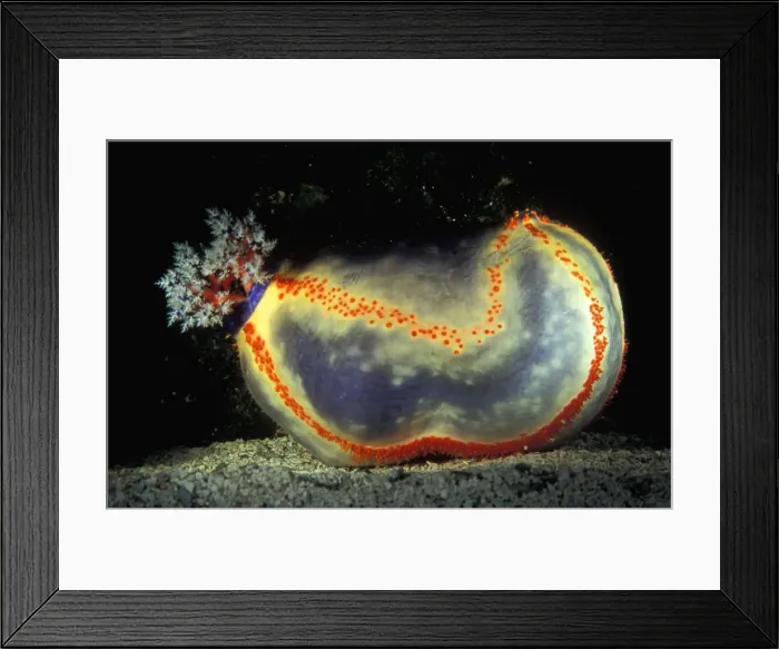 Framed Print : Because of it's small size and bright colours, the beach ball sea cucumber (Pseudocolochirus violaceus) is one of the few sea cucumbers that is highly prized as an aquarium specimen Framed Print : Because of it's small size and bright colours, the beach ball sea cucumber (Pseudocolochirus violaceus) is one of the few sea cucumbers that is highly prized as an aquarium specimen