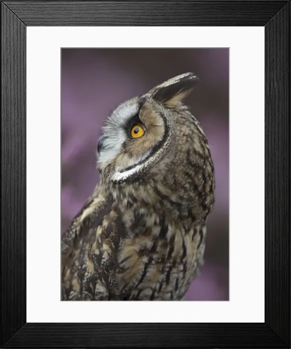 Framed Print : Long eared owl - West Wales UK 007842 Framed Print : Long eared owl - West Wales UK 007842