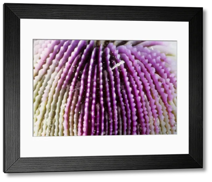 Framed Print : This close up shows the skeletal structure of a mushroom coral (Fungia sp). These are unusual corals in that the polyps are solitary, not forming colonies and they are not attached to the sea bed, unlike most of corals Framed Print : This close up shows the skeletal structure of a mushroom coral (Fungia sp). These are unusual corals in that the polyps are solitary, not forming colonies and they are not attached to the sea bed, unlike most of corals