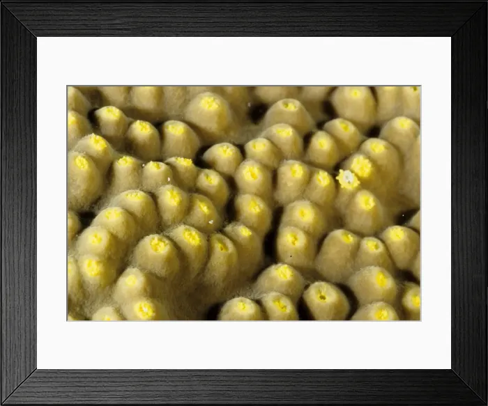 Framed Print : The polyps of a foliaceous hard coral (Turbinaria sp). Rib Reef, Great Barrier Reef Marine Park, Queensland, Australia Framed Print : The polyps of a foliaceous hard coral (Turbinaria sp). Rib Reef, Great Barrier Reef Marine Park, Queensland, Australia