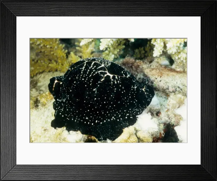 Framed Print : The egg cowrie (Ovula ovum) gets it's name from its round white shell, which is covered in the animal's black mantle in this photograph. The egg cowrie feeds on soft corals. Great Barrier Reef Marine Park, Queensland, Australia Framed Print : The egg cowrie (Ovula ovum) gets it's name from its round white shell, which is covered in the animal's black mantle in this photograph. The egg cowrie feeds on soft corals. Great Barrier Reef Marine Park, Queensland, Australia