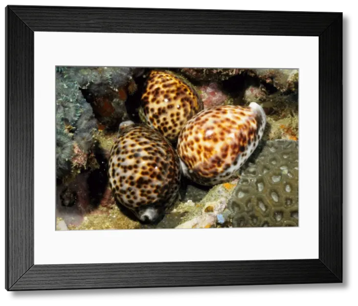 Framed Print : Tiger cowrie (Cypraea tigris). Andaman Sea, Myanmar Framed Print : Tiger cowrie (Cypraea tigris). Andaman Sea, Myanmar
