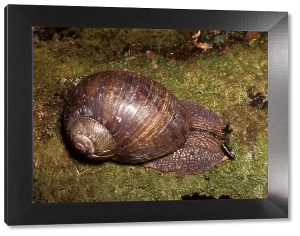 Giant panda snail - large species up to 70 mm across found in damp forests