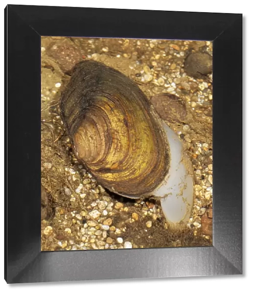 Swan Mussel - Showing threds that attach Mussels to rocks