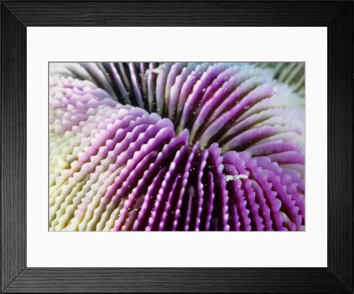 Framed Print : This close up shows the mouth of a mushroom coral (Fungia sp). These are unusual corals in that the polyps are solitarye, not forming colonies and they are not attached to the sea bed, unlike most corals Framed Print : This close up shows the mouth of a mushroom coral (Fungia sp). These are unusual corals in that the polyps are solitarye, not forming colonies and they are not attached to the sea bed, unlike most corals