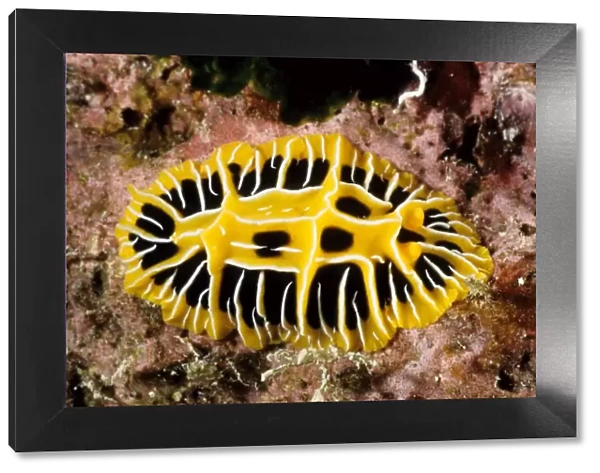 Nudibranch or sea slug (Reticulidia sp). Rib Reef, Great Barrier Reef Marine Park, Queensland, Australia