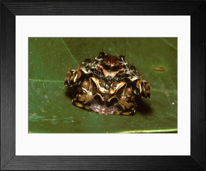Framed Print : Fly-catching spider. It does not make a web: it waits in ambush, probably emitting a scent to catch specific flies
