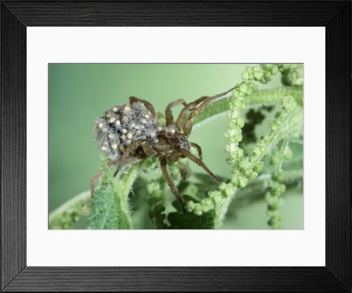 Framed Print : Wolf Spider BB 391 Paradosa genus - Carrying young © Brian Bevan ARDEA LONDON Framed Print : Wolf Spider BB 391 Paradosa genus - Carrying young © Brian Bevan ARDEA LONDON