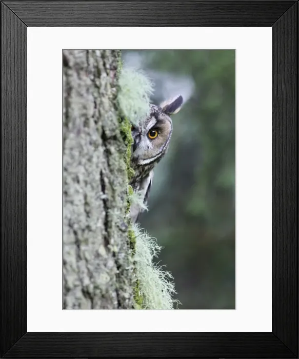 Framed Print : Long eared Owl - looking around tree - West Wales UK 007814 Framed Print : Long eared Owl - looking around tree - West Wales UK 007814