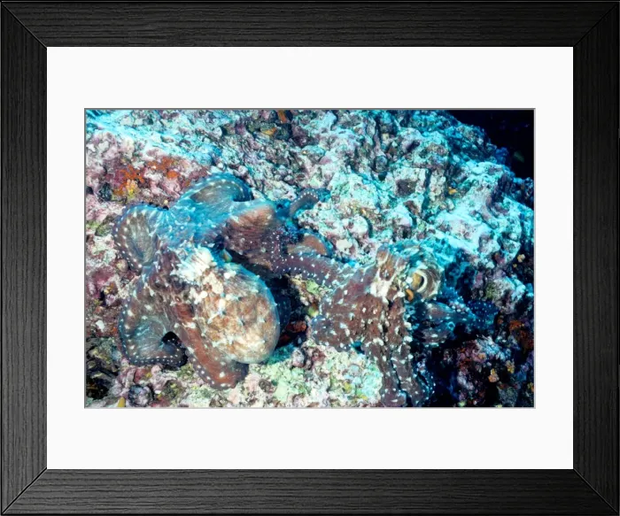 Framed Print : Two octopus (Octopus cyanea), mating. The male (right) reaches out one arm and deposits a package of sperm inside the female. Richelieu Rock, Andaman Sea, Thailand Framed Print : Two octopus (Octopus cyanea), mating. The male (right) reaches out one arm and deposits a package of sperm inside the female. Richelieu Rock, Andaman Sea, Thailand