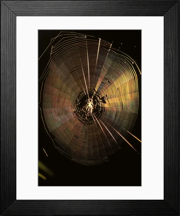 Framed Print : An Orb-weaver spider (fam. Araneidae) in side-lit web Framed Print : An Orb-weaver spider (fam. Araneidae) in side-lit web