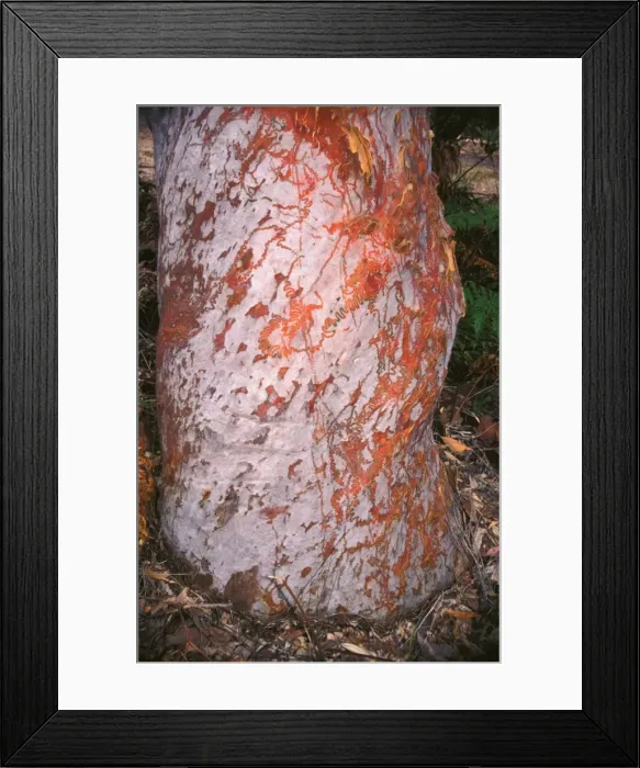 Framed Print : Red triangle slug - feeding trails on tree trunk where the slug has been feeding on micro-flora Framed Print : Red triangle slug - feeding trails on tree trunk where the slug has been feeding on micro-flora