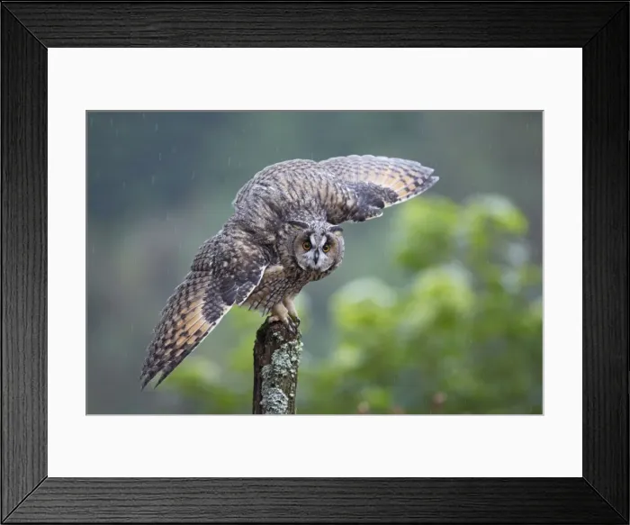 Framed Print : Long eared Owl - wings spread in rain - West Wales UK 007930 Framed Print : Long eared Owl - wings spread in rain - West Wales UK 007930