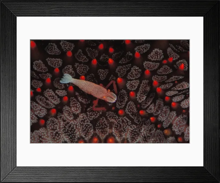 Framed Print : This commensal shrimp (Periclimenes imperator) leads its entire adult life on a sea star. Great Barrier Reef Marine Park, Queensland, Australia (aquarium shot) Framed Print : This commensal shrimp (Periclimenes imperator) leads its entire adult life on a sea star. Great Barrier Reef Marine Park, Queensland, Australia (aquarium shot)