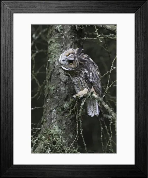 Framed Print : Long eared Owl - roosting - West Wales UK 007826 Framed Print : Long eared Owl - roosting - West Wales UK 007826