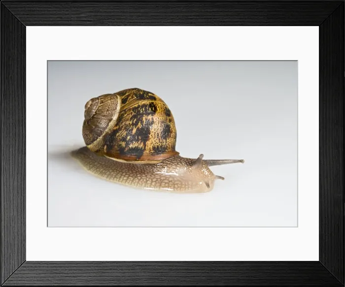 Framed Print : Common garden snail - white background Bedfordshire UK Framed Print : Common garden snail - white background Bedfordshire UK