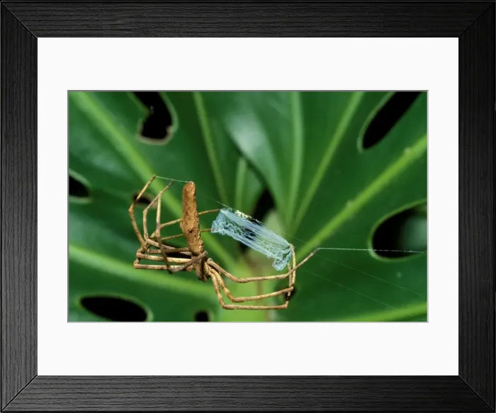 Framed Print : CLY02089. AUS-311. Rufous net-casting spider - female starting net as a straight line Framed Print : CLY02089. AUS-311. Rufous net-casting spider - female starting net as a straight line