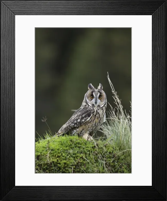 Framed Print : Long eared Owl - on mossy bank - West Wales UK 007832 Framed Print : Long eared Owl - on mossy bank - West Wales UK 007832