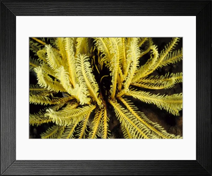 Framed Print : Feather stars (Order Comatulida), close relatives of sea stars, are named for the feathery appearance of their arms. These animals use their feathery arms to filter their food from the ocean currents Framed Print : Feather stars (Order Comatulida), close relatives of sea stars, are named for the feathery appearance of their arms. These animals use their feathery arms to filter their food from the ocean currents