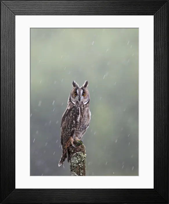 Framed Print : Long eared Owl - in rain - West Wales UK 007932 Framed Print : Long eared Owl - in rain - West Wales UK 007932