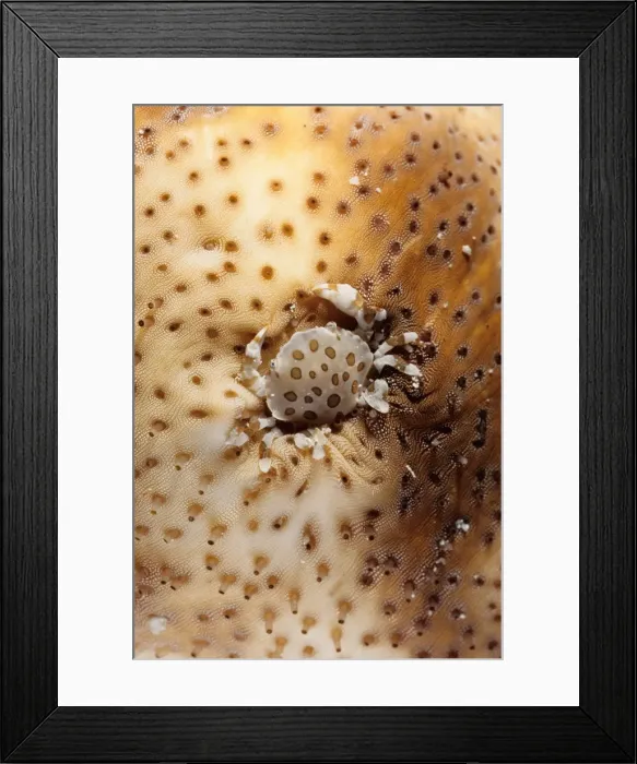 Framed Print : A commensal harlequin crab (Lissocarcinus orbicularis) living on a sea cucumber (Holothuroidea). Similan Islands, Andaman Sea, Thailand Framed Print : A commensal harlequin crab (Lissocarcinus orbicularis) living on a sea cucumber (Holothuroidea). Similan Islands, Andaman Sea, Thailand