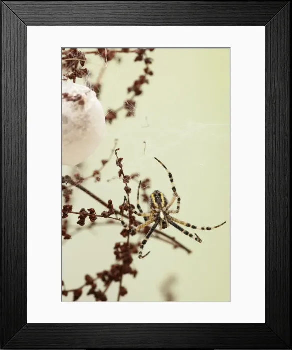 Framed Print : Wasp Spider -by cocoon - Bedfordshire UK 008132 Framed Print : Wasp Spider -by cocoon - Bedfordshire UK 008132