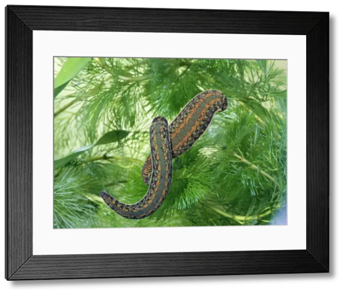 Framed Print : Medicinal Leech Framed Print : Medicinal Leech