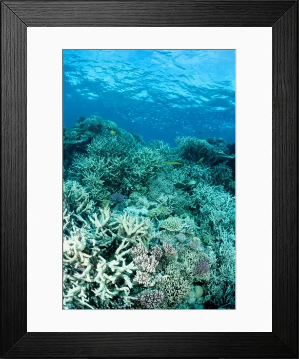 Framed Print : Coral reef scene dominated by branching coral (Acropora spp). Ribbon Reef Number 10, Great Barrier Reef Marine Park, Queensland, Australia Framed Print : Coral reef scene dominated by branching coral (Acropora spp). Ribbon Reef Number 10, Great Barrier Reef Marine Park, Queensland, Australia