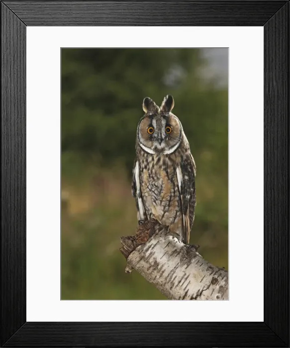 Framed Print : Long eared Owl - perched on tree stump at dusk - Bedfordshire UK 007710 Framed Print : Long eared Owl - perched on tree stump at dusk - Bedfordshire UK 007710