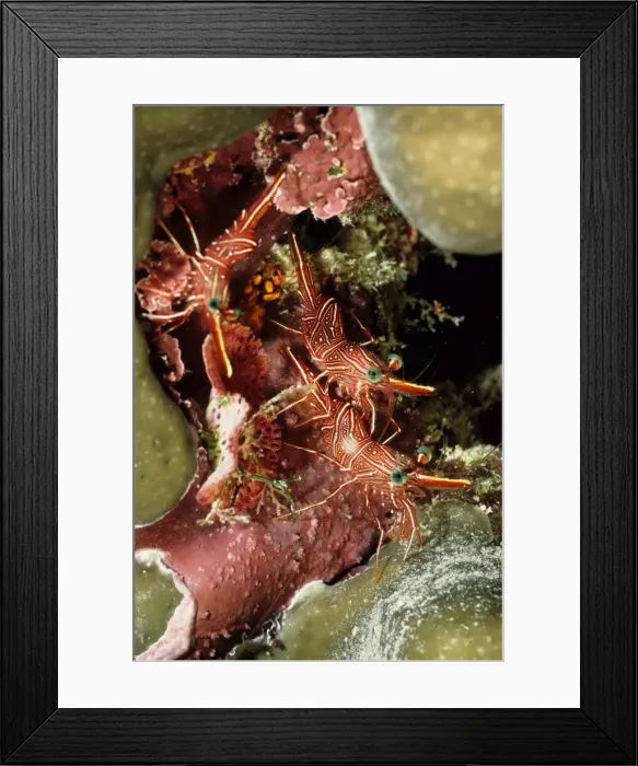 Framed Print : Hinge-beak shrimp (Rhynchocinetes sp). Ribbon Reef Number 10, Great Barrier Reef Marine Park, Queensland, Australia Framed Print : Hinge-beak shrimp (Rhynchocinetes sp). Ribbon Reef Number 10, Great Barrier Reef Marine Park, Queensland, Australia