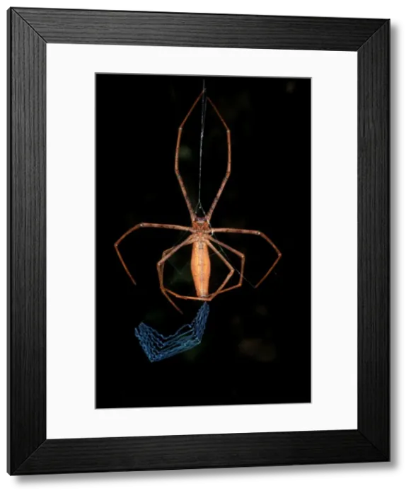 Framed Print : CLY02087. AUS-309. Rufous net-casting spider - female starting to make
