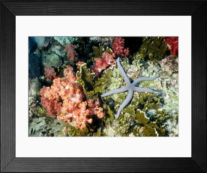 Framed Print : Sea star (Linckia sp) with a background of pink soft coral (Dendronephthya sp). Richelieu Rock, Andaman Sea, Thailand Framed Print : Sea star (Linckia sp) with a background of pink soft coral (Dendronephthya sp). Richelieu Rock, Andaman Sea, Thailand