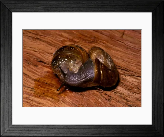 Framed Print : Predatory snail - attacking the introduced garden snail (Helix aspersa) Framed Print : Predatory snail - attacking the introduced garden snail (Helix aspersa)