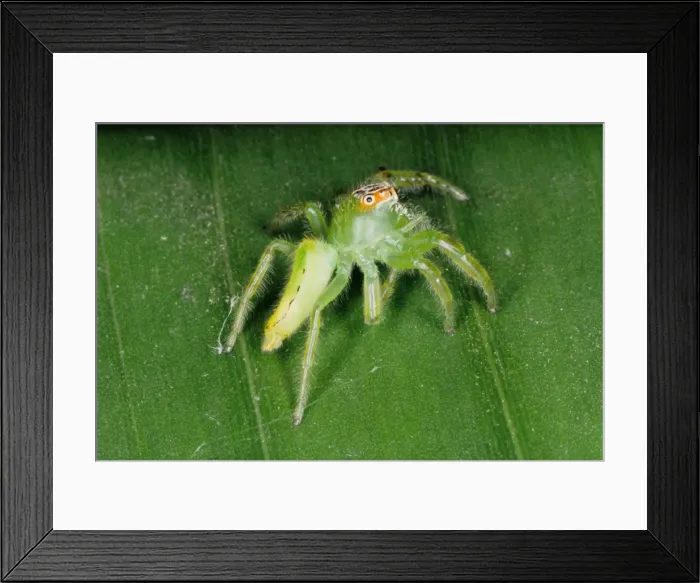 Framed Print : Jumping spiders (family Salticidae) are common inhabitants of houses and gardens in tropical Australia. They use their highly developed eye sight and athletic jumping ability to prey on insects. Townsville, Queensland, Australia