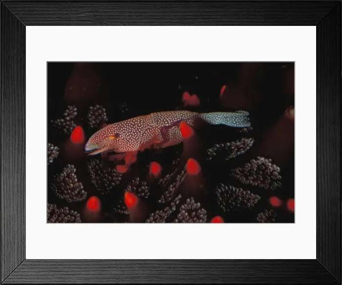 Framed Print : This commensal shrimp (Periclimenes imperator) leads its entire adult life on a sea star. Great Barrier Reef Marine Park, Queensland, Australia (aquarium shot) Framed Print : This commensal shrimp (Periclimenes imperator) leads its entire adult life on a sea star. Great Barrier Reef Marine Park, Queensland, Australia (aquarium shot)