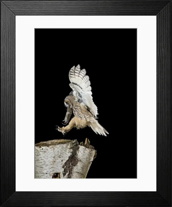 Framed Print : Long eared Owl - landing on birch stump with vole prey - Bedfordshire UK 007701 Framed Print : Long eared Owl - landing on birch stump with vole prey - Bedfordshire UK 007701