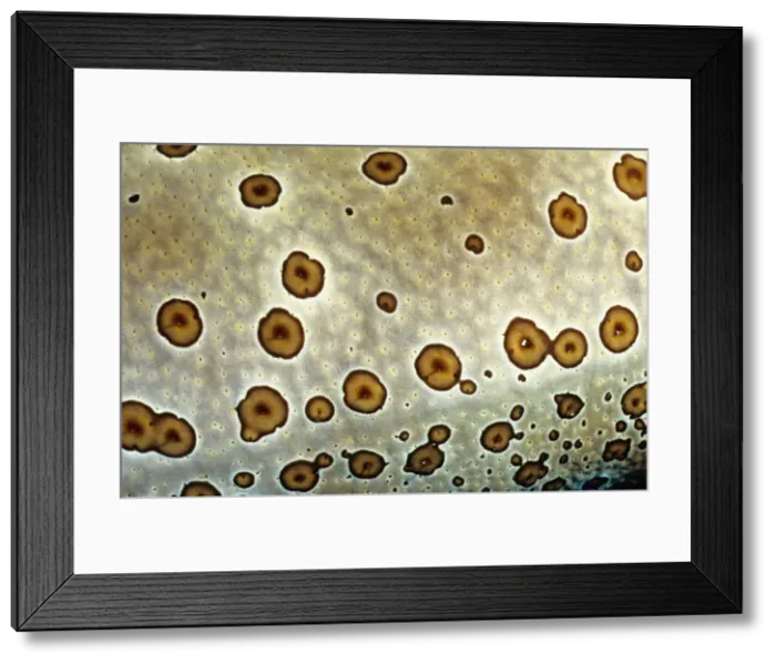 Framed Print : A close up of its skin makes it clear how the leopard sea cucumber (Bohadschia argus) got its name. Great Barrier Reef Marine Park, Queensland, Australia Framed Print : A close up of its skin makes it clear how the leopard sea cucumber (Bohadschia argus) got its name. Great Barrier Reef Marine Park, Queensland, Australia