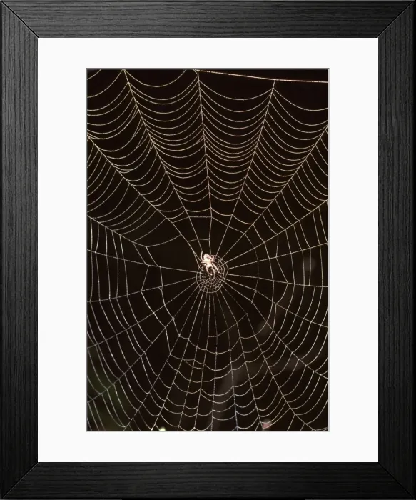 Framed Print : An Orb-weaver spider (fam. Araneidae) in web Framed Print : An Orb-weaver spider (fam. Araneidae) in web