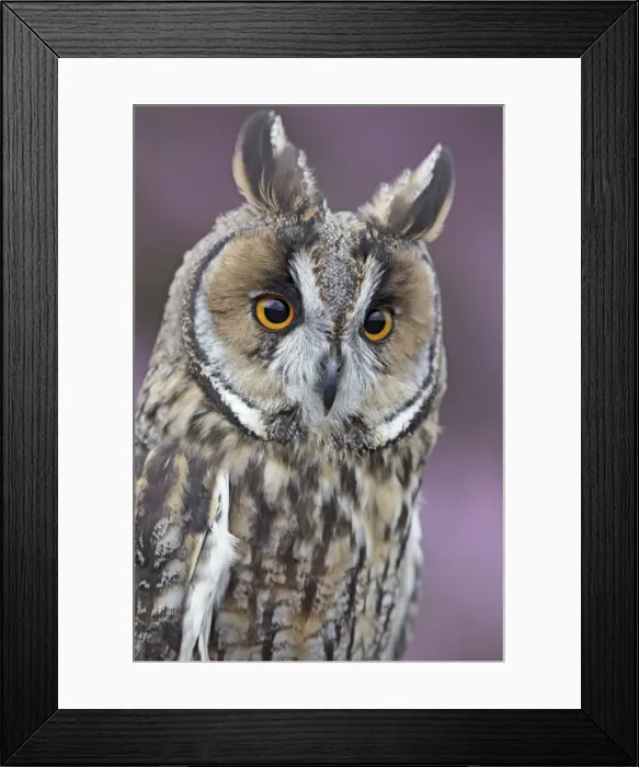 Framed Print : Long eared Owl - close up - West Wales UK 007840 Framed Print : Long eared Owl - close up - West Wales UK 007840