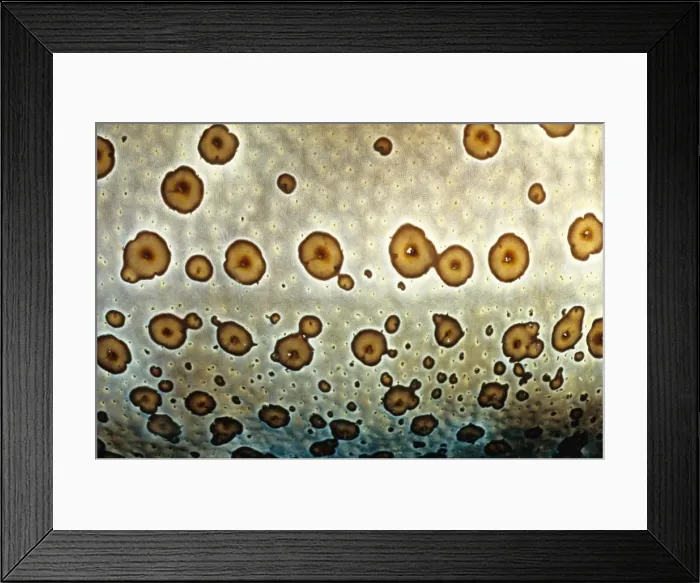 Framed Print : A close up of its skin makes it clear how the leopard sea cucumber (Bohadschia argus) got its name. Great Barrier Reef Marine Park, Queensland, Australia Framed Print : A close up of its skin makes it clear how the leopard sea cucumber (Bohadschia argus) got its name. Great Barrier Reef Marine Park, Queensland, Australia