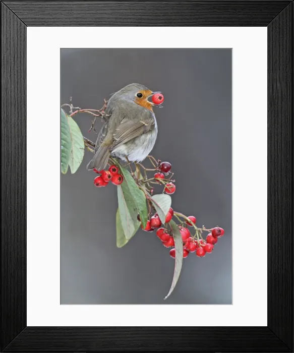 Framed Print : Robin - in winter with large berry in mouth - Bedfordshire UK 008021 Framed Print : Robin - in winter with large berry in mouth - Bedfordshire UK 008021