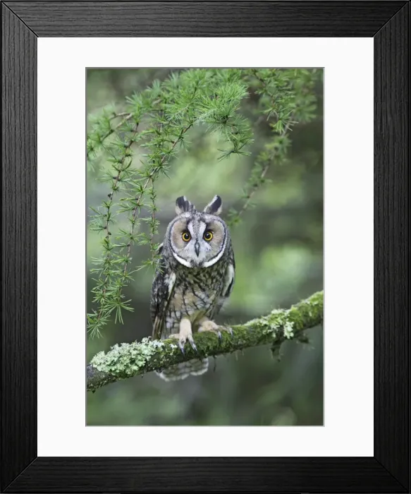 Framed Print : Long eared Owl - in larch tree - West Wales UK 007800 Framed Print : Long eared Owl - in larch tree - West Wales UK 007800