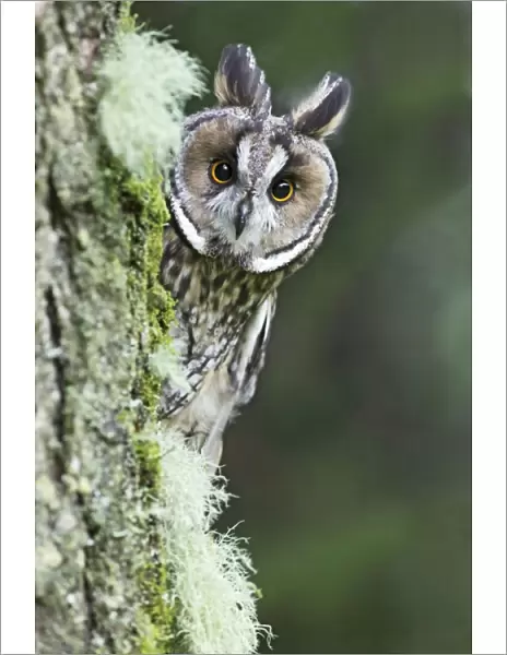 Long eared Owl - looking around tree - West Wales UK 007813
