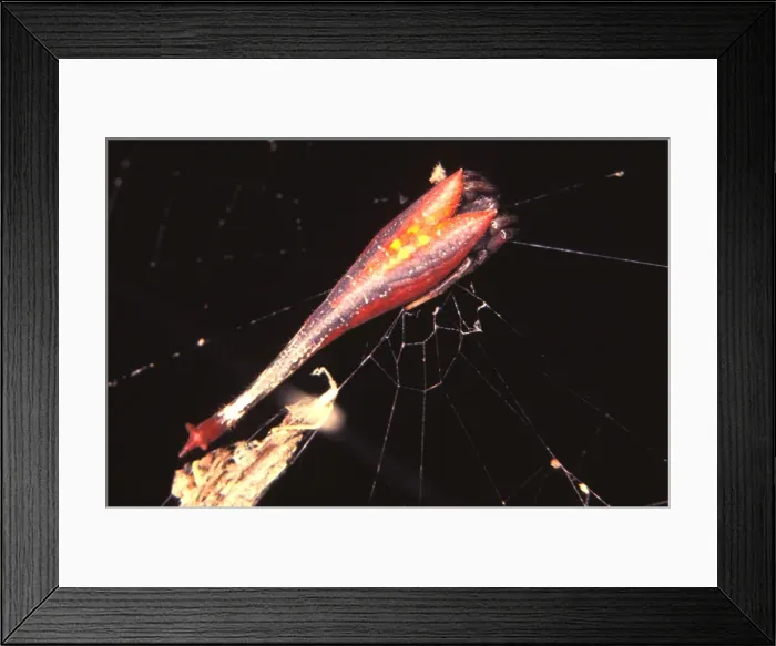 Framed Print : Tailed or Scorpiontailed spider - female with juvenile colouring. Harmless Framed Print : Tailed or Scorpiontailed spider - female with juvenile colouring. Harmless