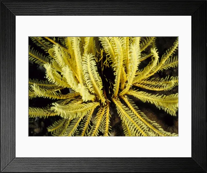Framed Print : Feather stars (Order Comatulida), close relatives of sea stars, are named for the feathery appearance of their arms. These animals use their feathery arms to filter their food from the ocean currents Framed Print : Feather stars (Order Comatulida), close relatives of sea stars, are named for the feathery appearance of their arms. These animals use their feathery arms to filter their food from the ocean currents