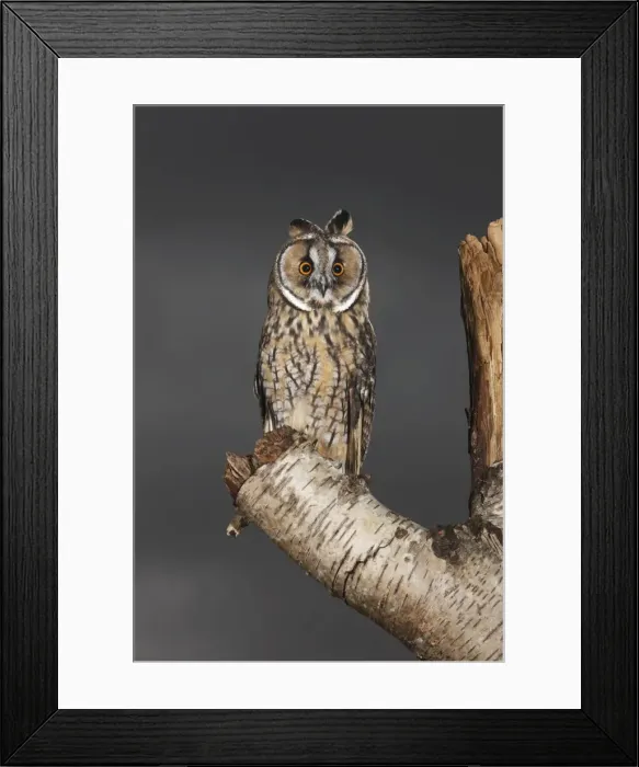 Framed Print : Long eared Owl - perched on tree stump - Bedfordshire UK 007713 Framed Print : Long eared Owl - perched on tree stump - Bedfordshire UK 007713