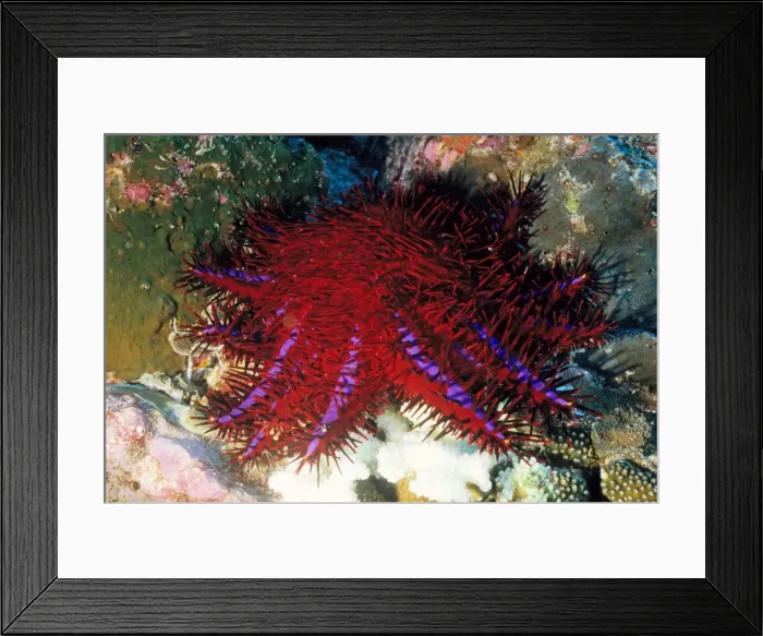 Framed Print : Crown-of-thorns starfish (Acanthaster planci). This is the distinctive south-east Asian colour form of the species, with a violet stripe on each arm. Richelieu Rock, Andaman Sea, Myanmar Framed Print : Crown-of-thorns starfish (Acanthaster planci). This is the distinctive south-east Asian colour form of the species, with a violet stripe on each arm. Richelieu Rock, Andaman Sea, Myanmar
