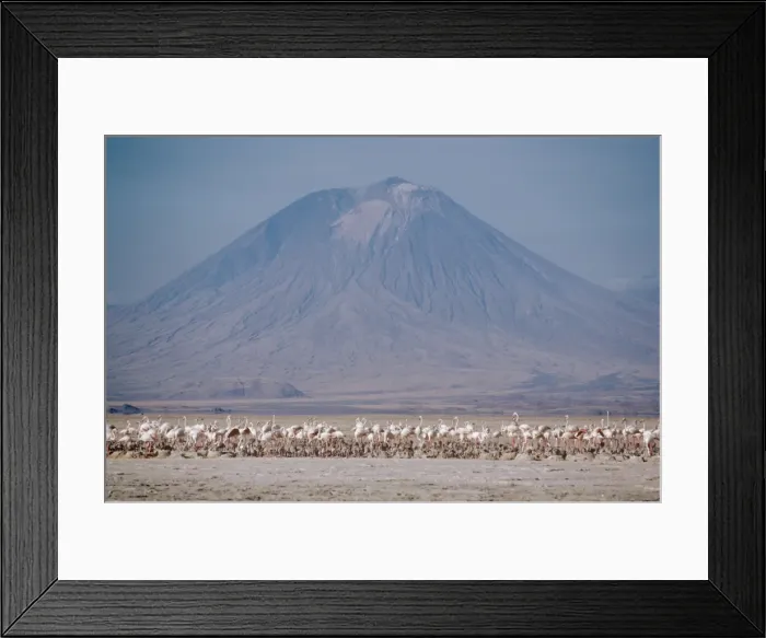 Framed Print : Greater Flamingo - colony in salt lake habitat - Lake Natron - Great Rift Valley - Kenya - Africa Framed Print : Greater Flamingo - colony in salt lake habitat - Lake Natron - Great Rift Valley - Kenya - Africa