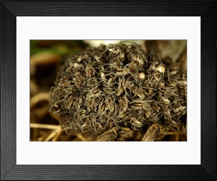 Framed Print : CLY02042. AUS-264. A wolf spider - close-up of spiderlings on females back Framed Print : CLY02042. AUS-264. A wolf spider - close-up of spiderlings on females back