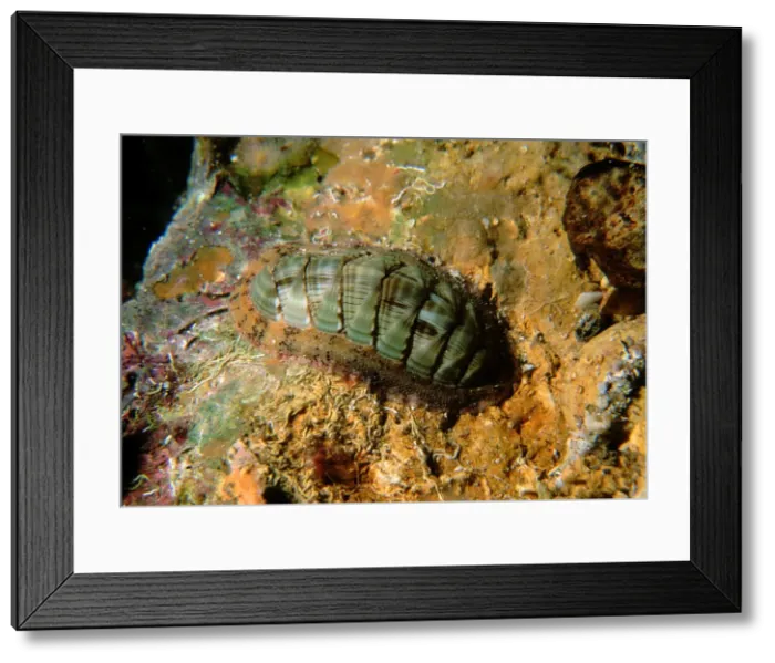 Framed Print : Chiton, Rhyssoplax calliozona, a common Chiton found under rocks, Edithburgh, South Australia, Australia, Southern Ocean Framed Print : Chiton, Rhyssoplax calliozona, a common Chiton found under rocks, Edithburgh, South Australia, Australia, Southern Ocean